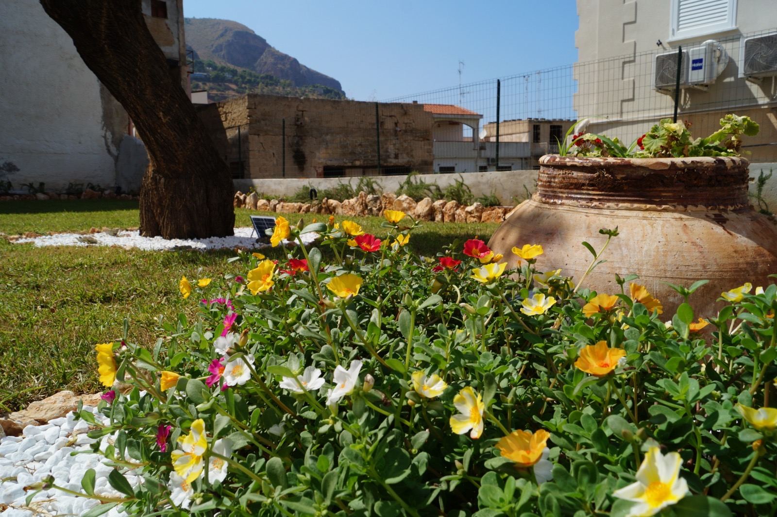 Fiori mediterranei nel giardino del ristorante