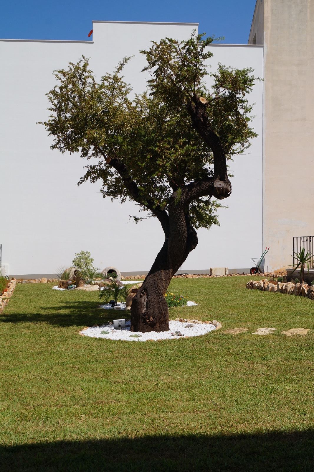Ulivo secolare nel prato del giardino